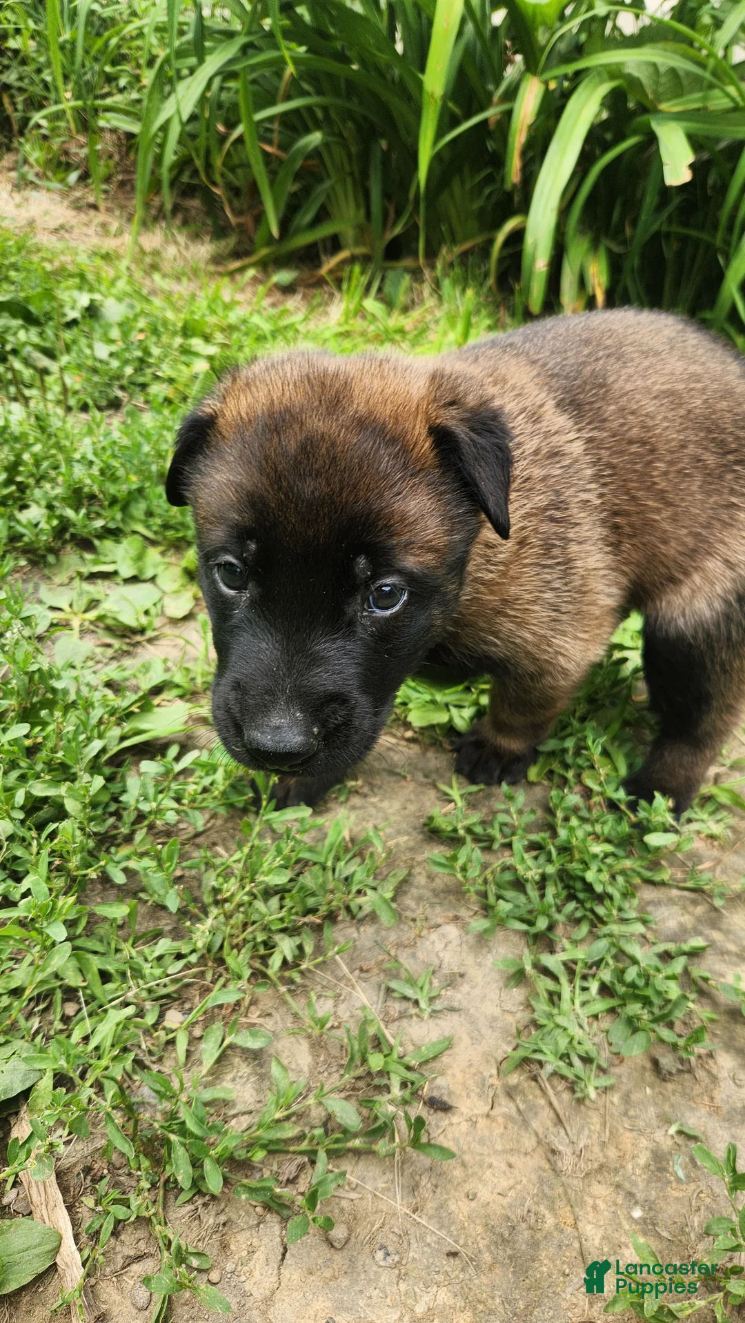 Belgian Malinois dogs for sale: Kodiak (Black) - Ad 2