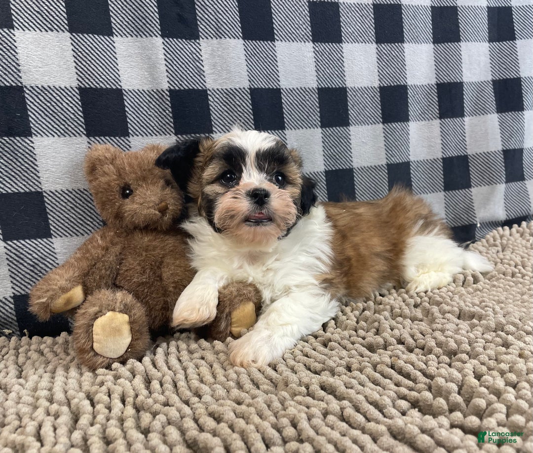 Teddy Bear dogs for sale: Jacob - Ad 6