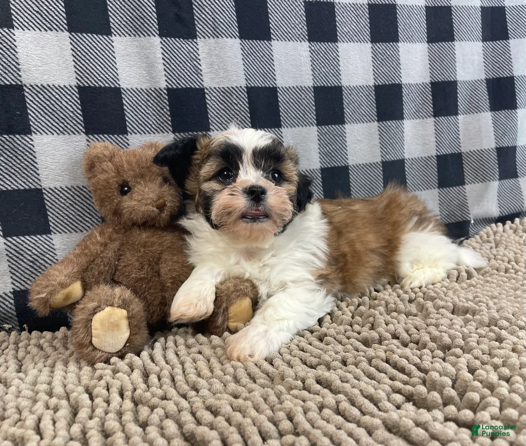 Teddy Bear dogs for sale: Jacob - Ad 6