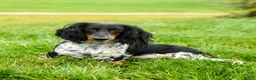 Dachshund dogs for sale: Skip  - Ad 6