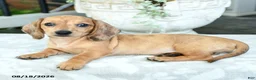 Miniature Dachshund dogs for sale: Tessa - Ad 5