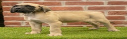 English Mastiff dogs for sale: Polly - Ad 4