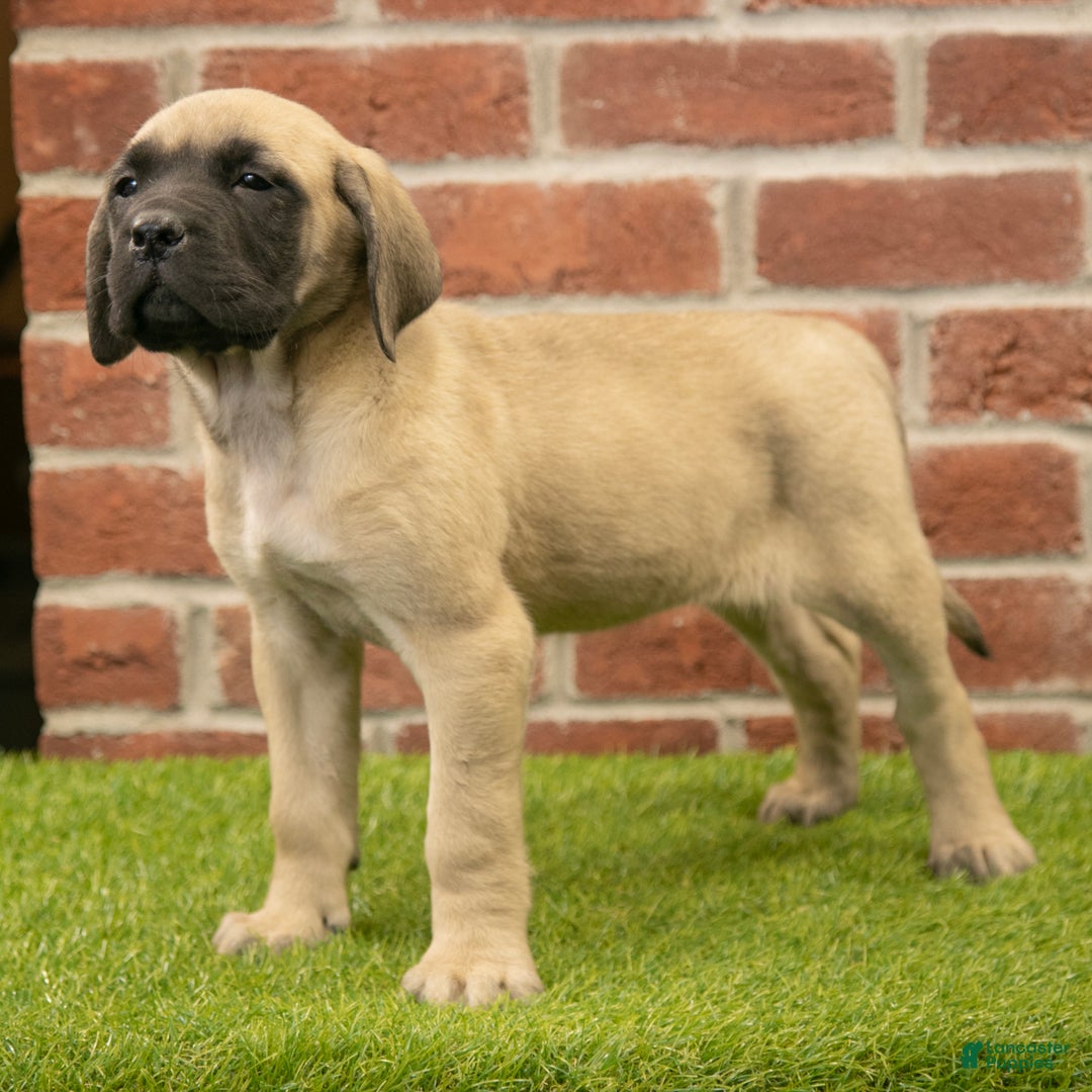 English Mastiff dogs for sale: Polly - Ad 4