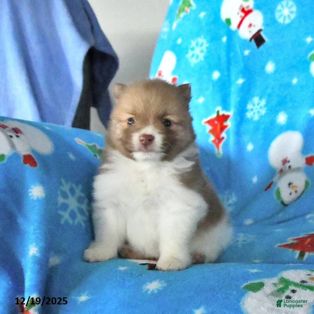 Pomeranian dogs for sale: Patches - Ad 3