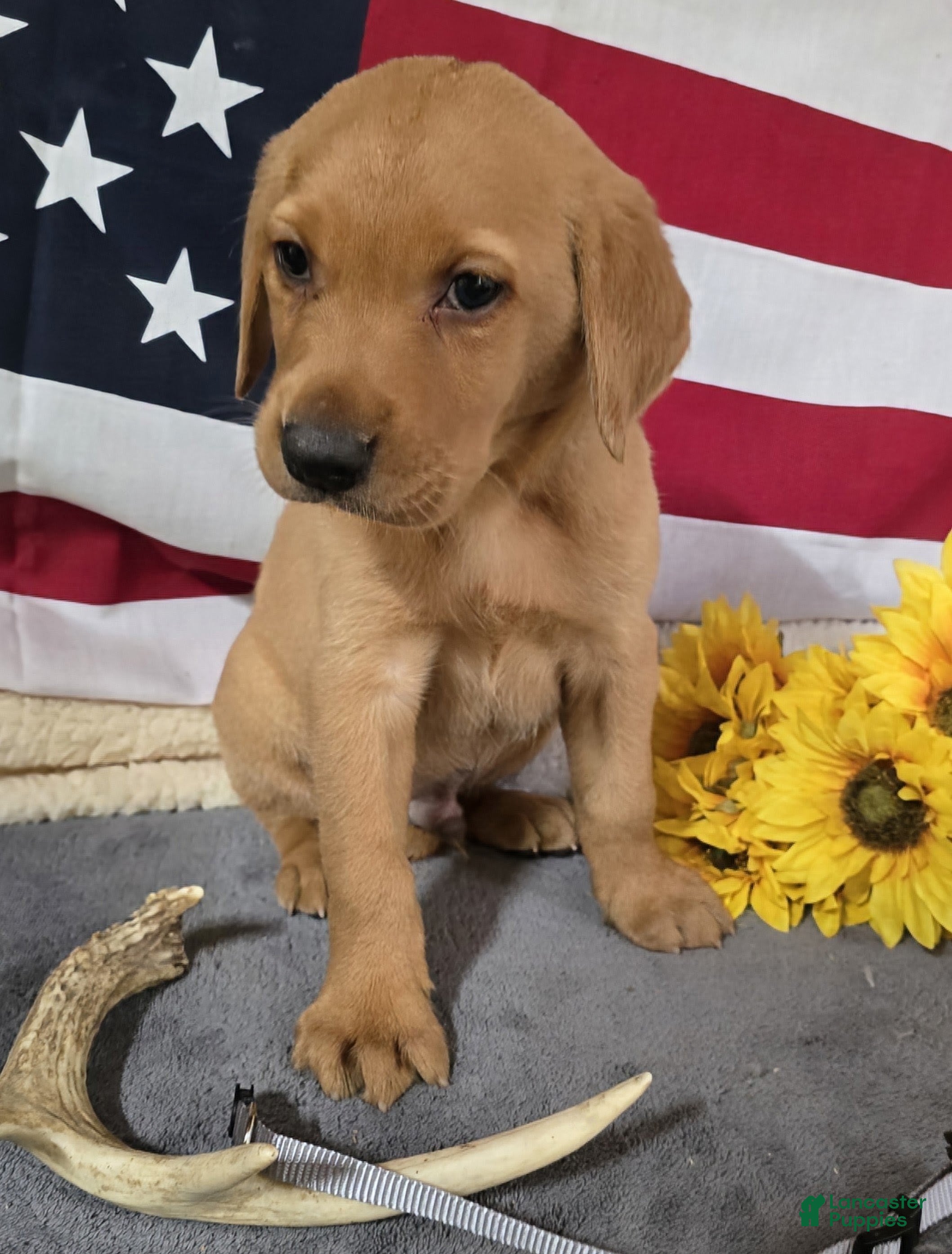 Labrador Retriever dogs Silver collar Puppy - Ad 1