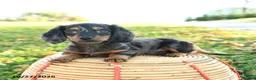 Miniature Dachshund dogs for sale: Leaf - Ad 3