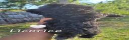 Toy Poodle dogs for sale: Jet Black Toy Poodle Female  - Ad 4