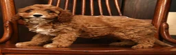 Cavapoo dogs for sale: Fern - Ad 9