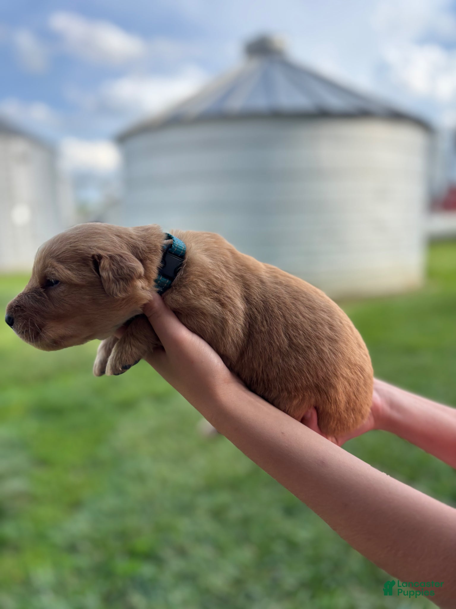 Golden Retriever dogs for sale: Golden Retriever Puppy 4 - Ad 1