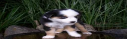 Miniature Australian Shepherd dogs for sale: Rex - Ad 4