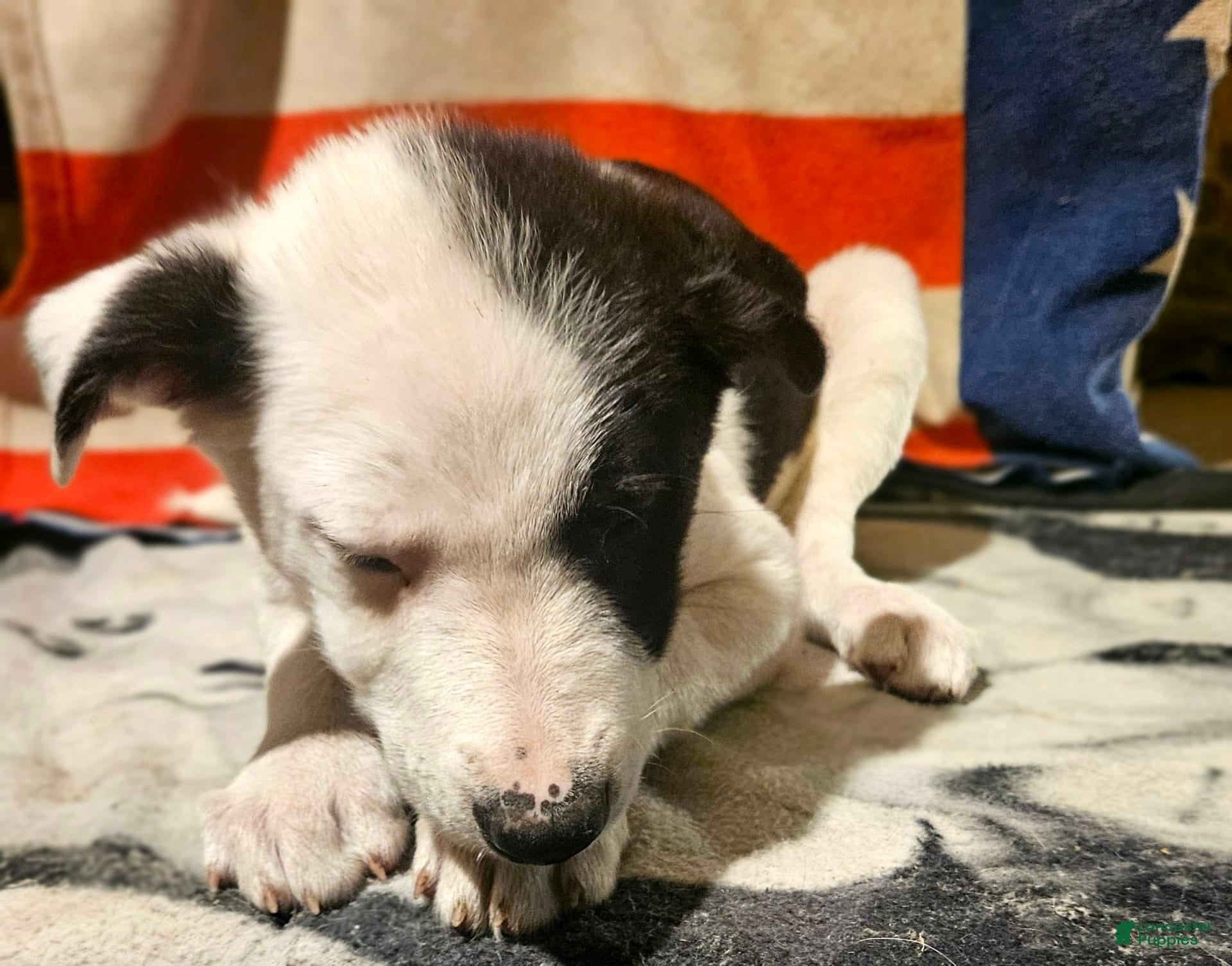 Border Collie dogs I-dog - Ad 39