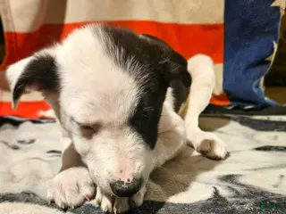 Border Collie dogs I-dog - Ad 7