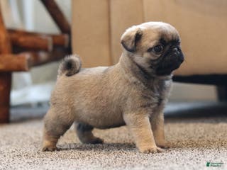 Pug dogs Champion Polly - Ad 7