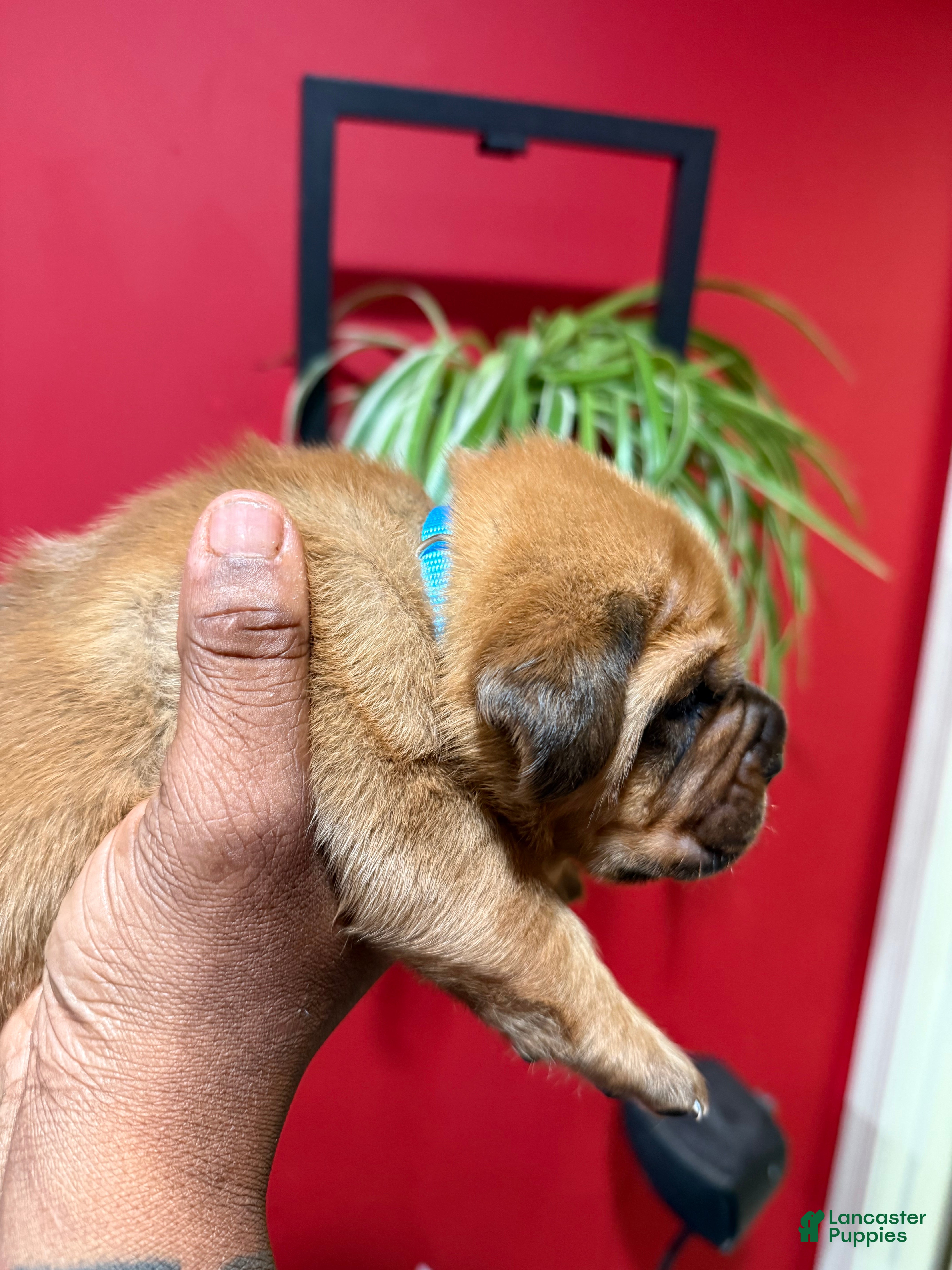 Dogue De Bordeaux dogs for sale: Dogue De Bordeaux Puppy 4 - Ad 3