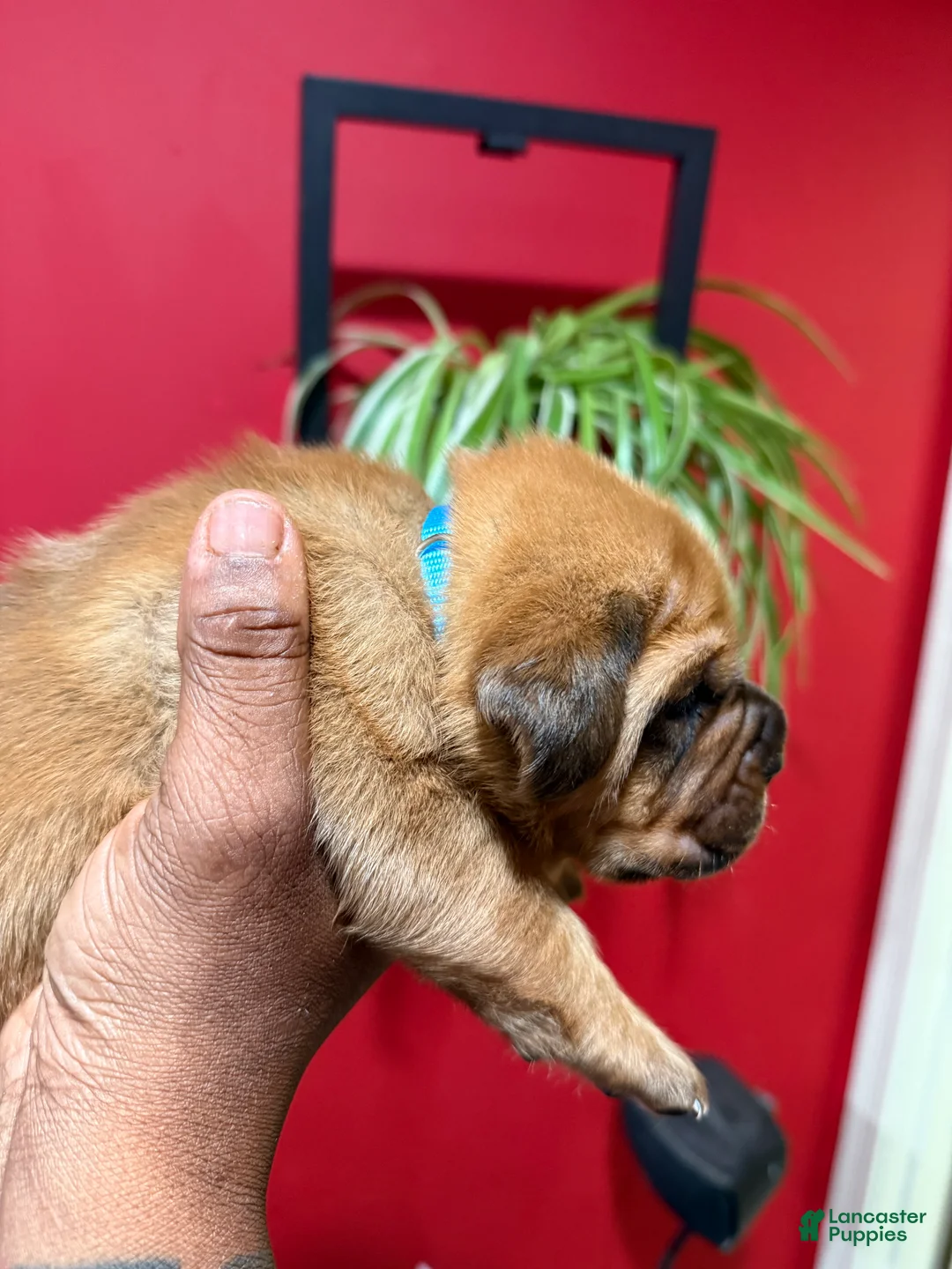 Dogue De Bordeaux dogs for sale: Dogue De Bordeaux Puppy 4 - Ad 1