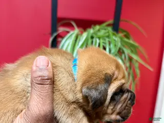 Dogue De Bordeaux dogs for sale: Dogue De Bordeaux Puppy 4 - Ad 3