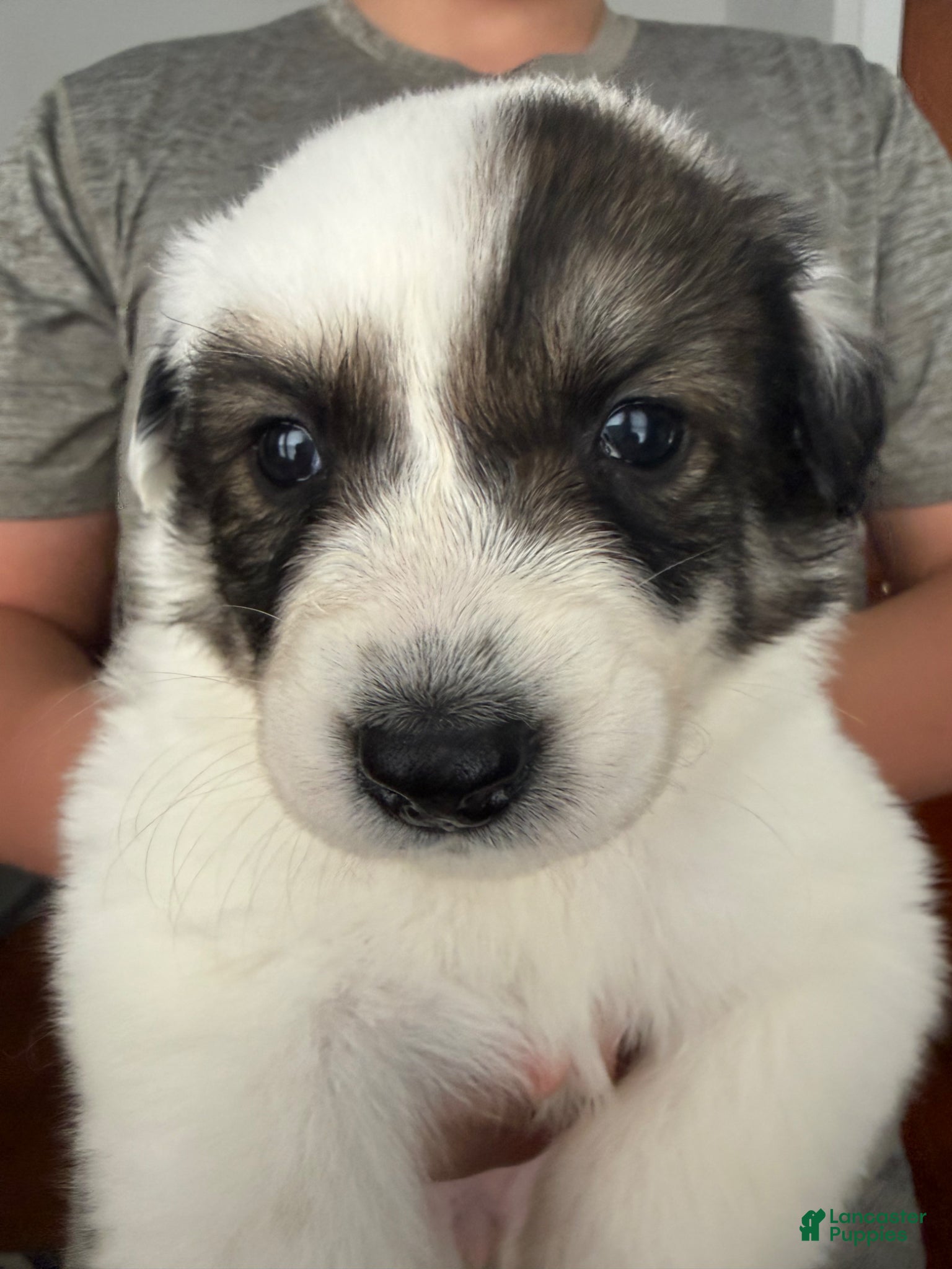 Mixed Breed dogs Mixed Breed Puppy 4 - Ad 4