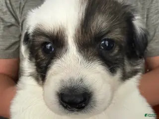 Mixed Breed dogs Mixed Breed Puppy 4 - Ad 4