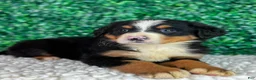 Bernese Mountain Dog dogs for sale: Bella  - Ad 3