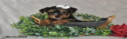 Yorkshire Terrier dogs for sale: Dori - Ad 4