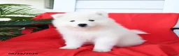 Samoyed dogs for sale: Luigi - Ad 1