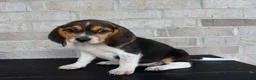 Beagle dogs for sale: Buttercup  - Ad 5