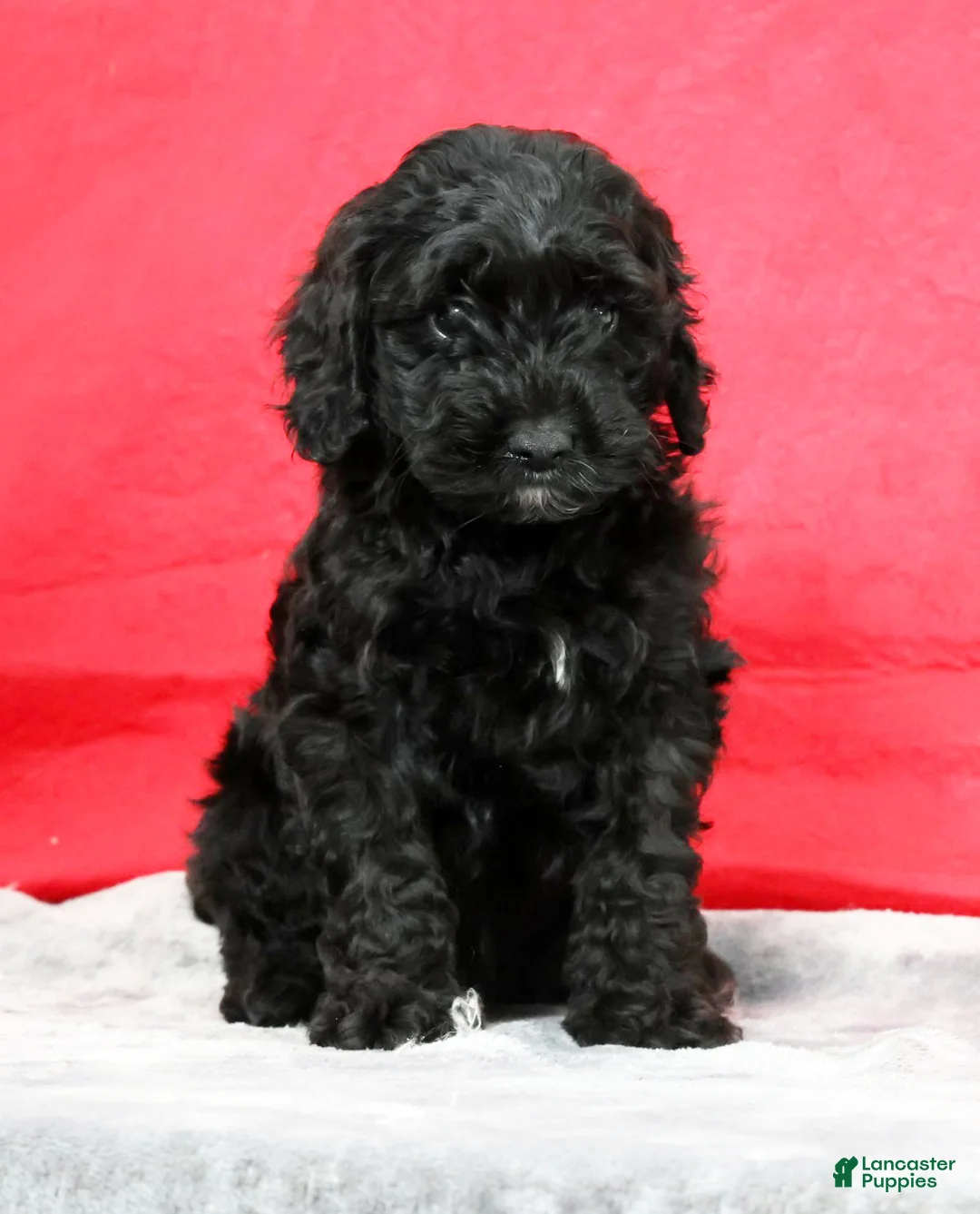 Cavapoo dogs for sale: Dorthea - Ad 2