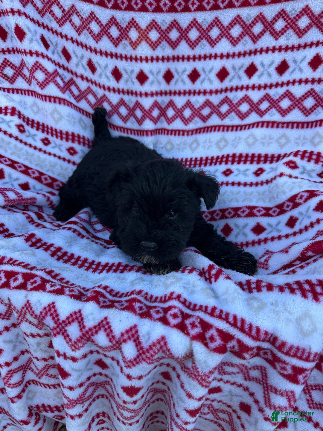 Miniature Schnauzer dogs for sale: Miniature Schnauzer Puppy 1- Rocky - Ad 5