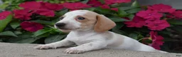 Miniature Dachshund dogs for sale: Buddy - Ad 3