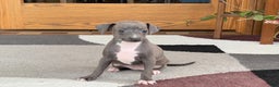 Italian Greyhound dogs for sale: Kk - Ad 7