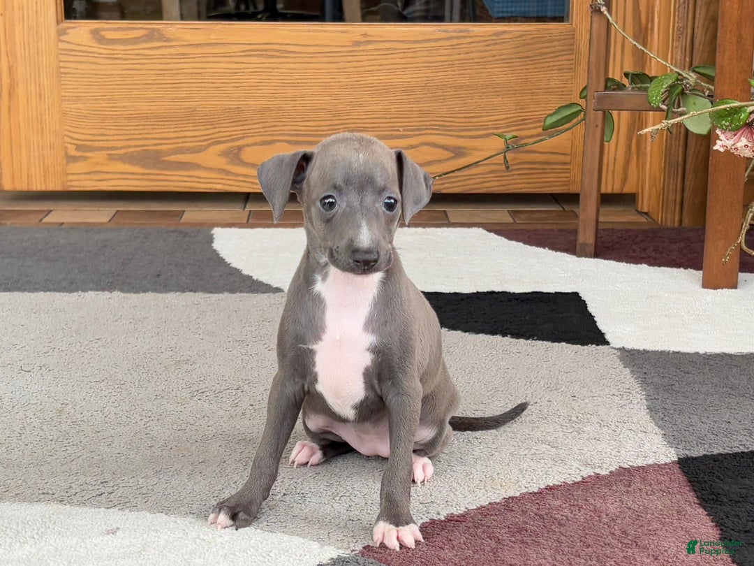 Italian Greyhound dogs for sale: Kk - Ad 7