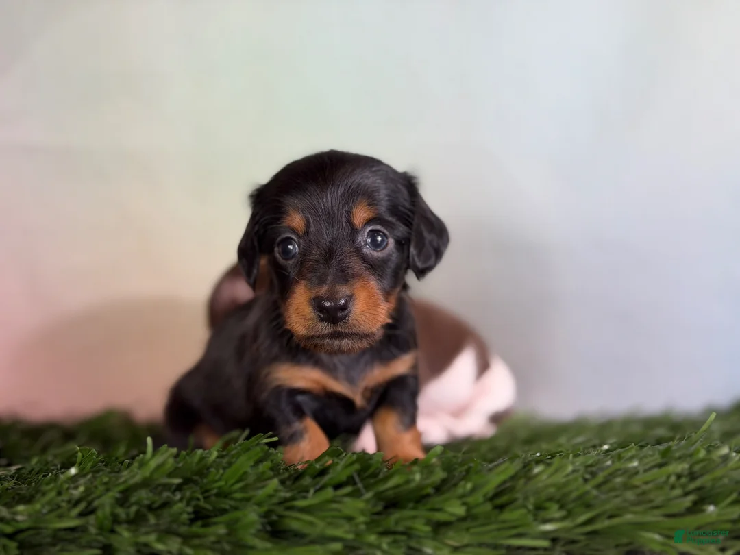 Miniature Dachshund dogs for sale: AKC Vinnie LH Parents DNA Clear & CHIC choc carrier  - Ad 1
