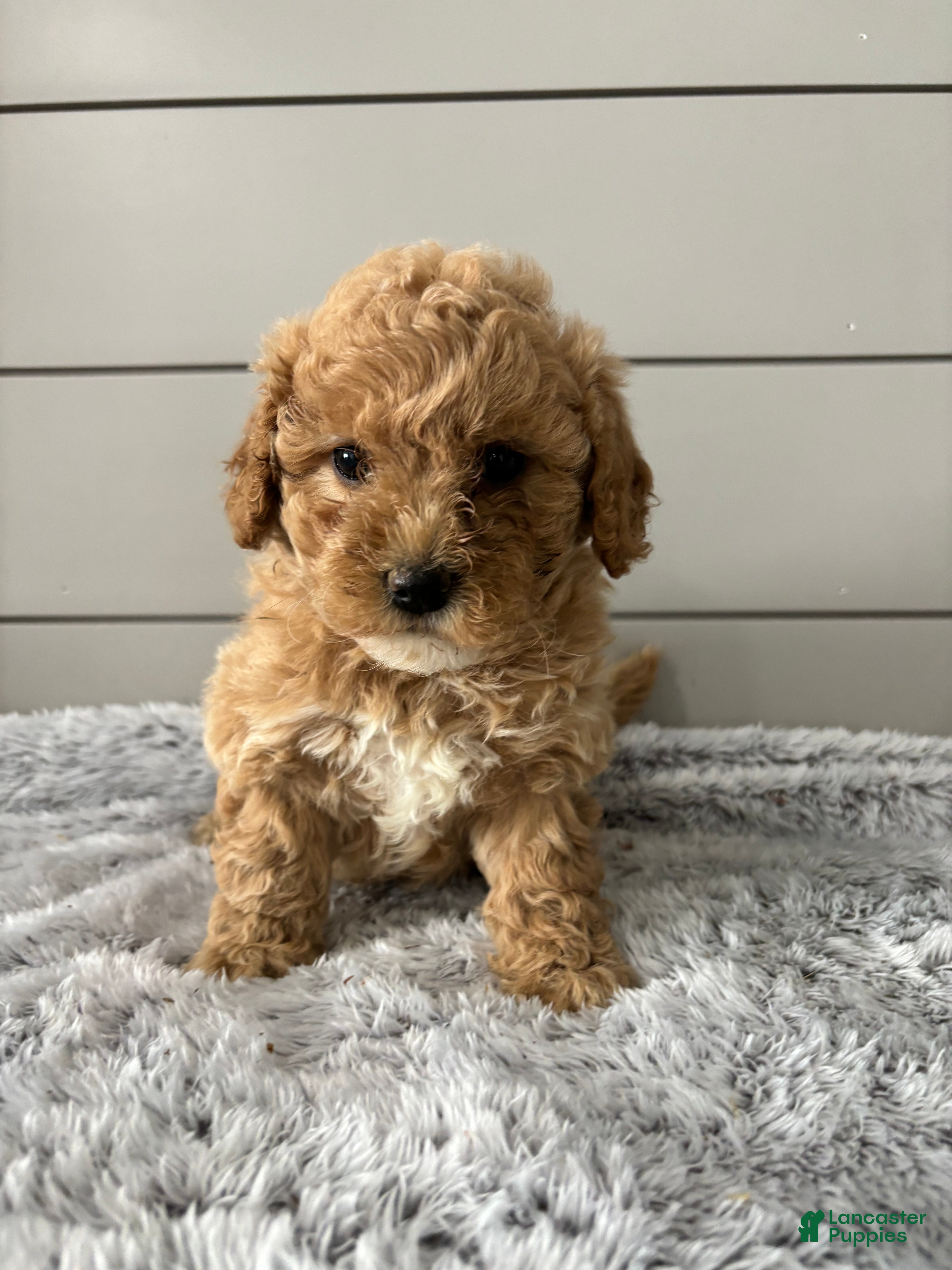 Mini Goldendoodle dogs Willow - Ad 2