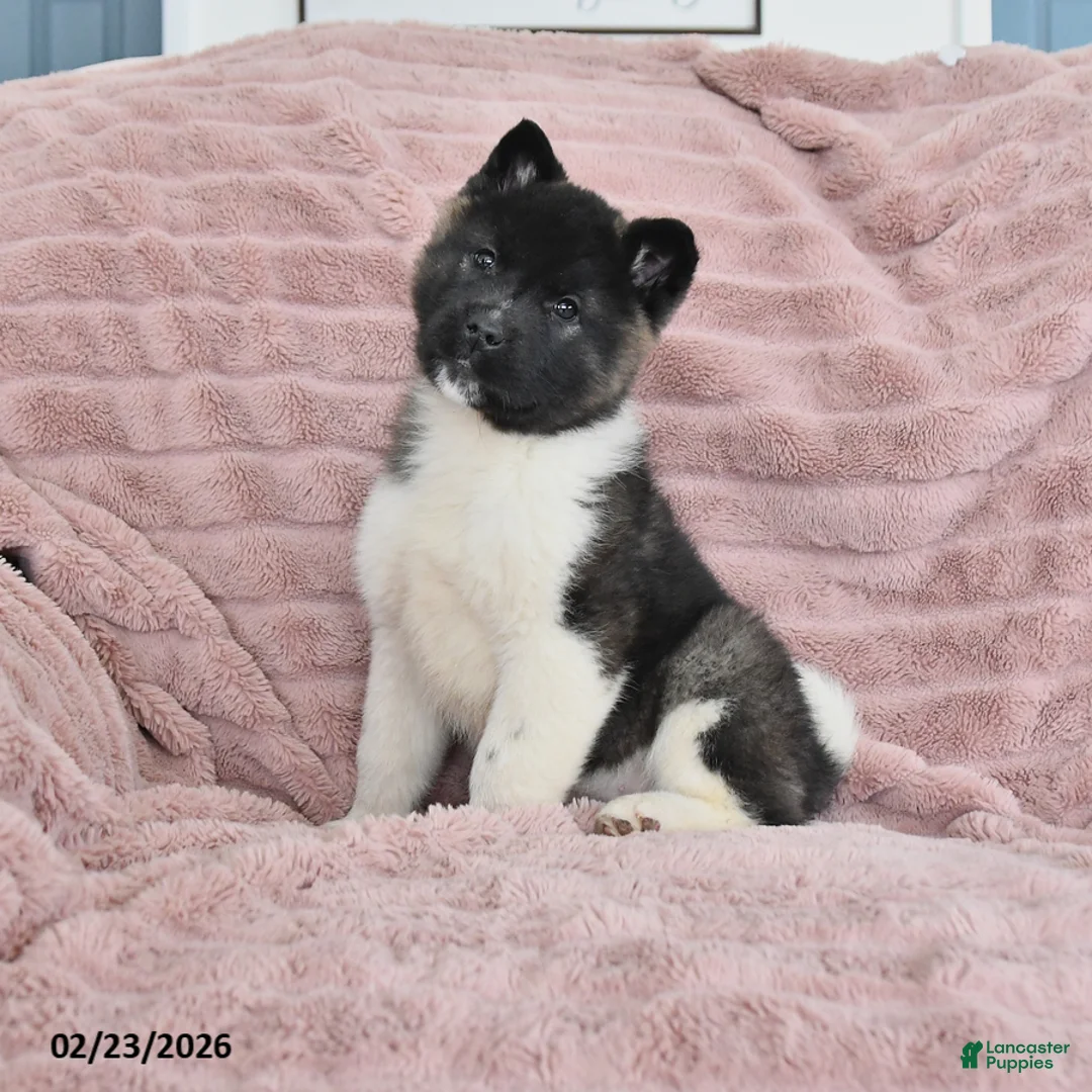 Akita dogs for sale: Fire - Ad 1
