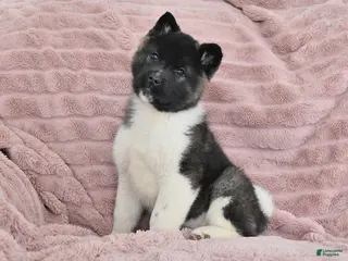 Akita dogs for sale: Fire - Ad 4