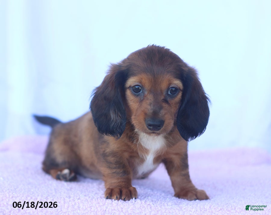 Miniature Dachshund dogs Dixie - Ad 2