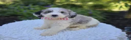 Mini Sheepadoodle dogs for sale: Trish - Ad 4