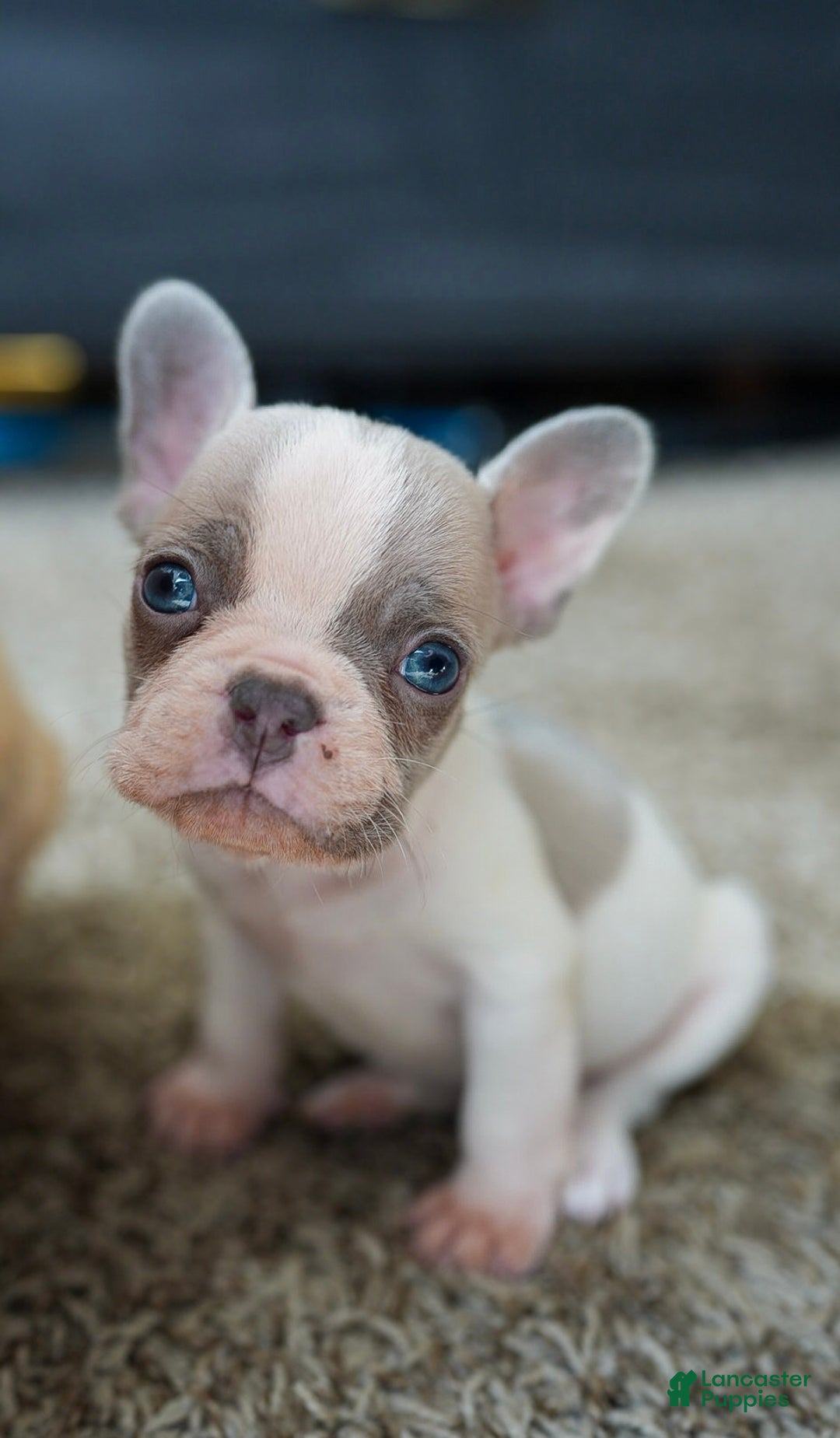 French Bulldog dogs for sale: French Bulldog Puppy  - Ad 3