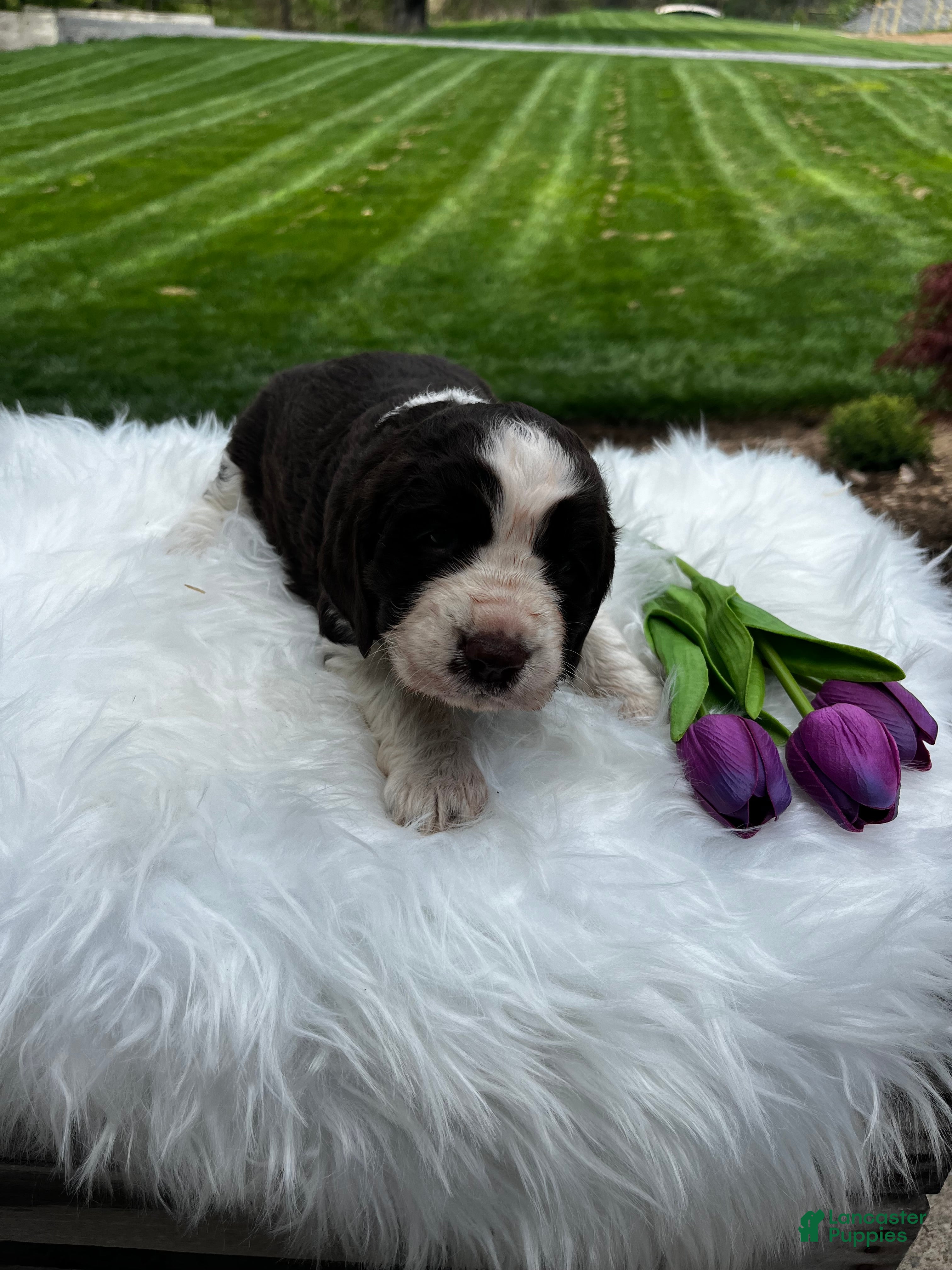 English Springer Spaniel dogs Periwinkle - Ad 1