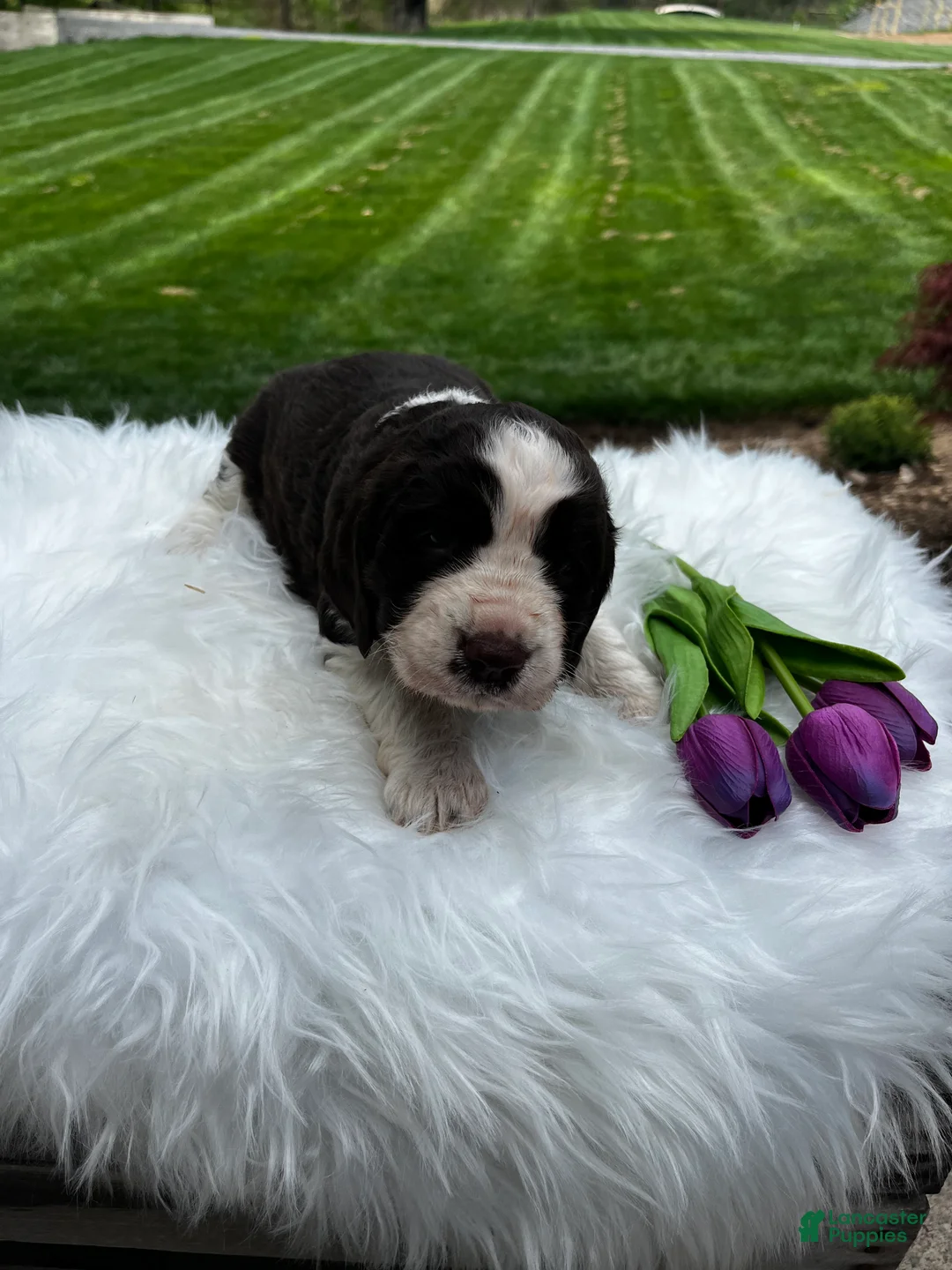English Springer Spaniel dogs for sale: Periwinkle - Ad 1