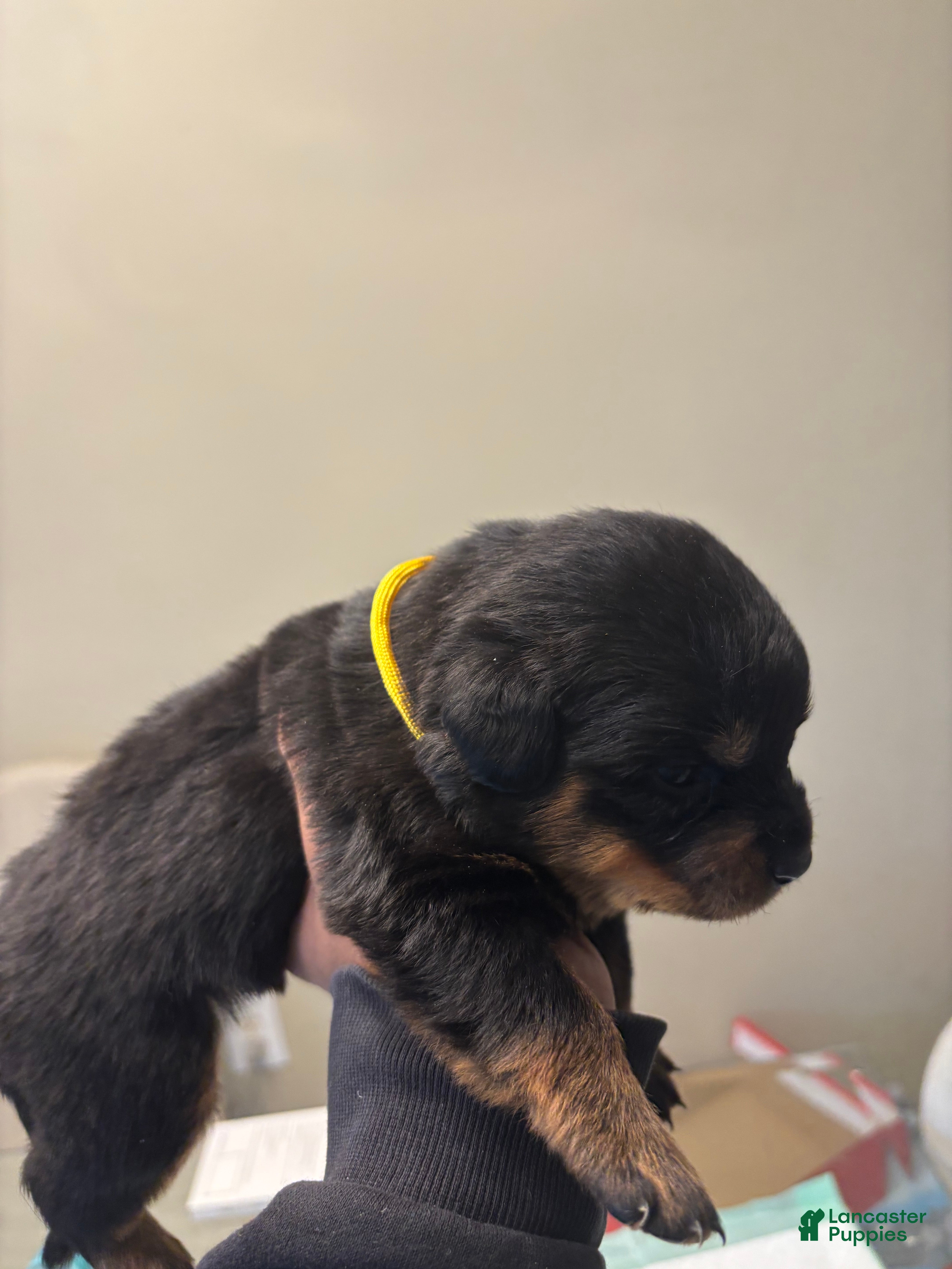 Rottweiler dogs Yellow - Ad 2