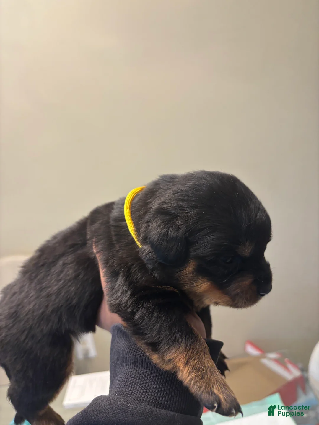 Rottweiler dogs for sale: Yellow - Ad 1