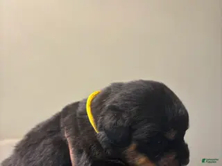 Rottweiler dogs Yellow - Ad 2