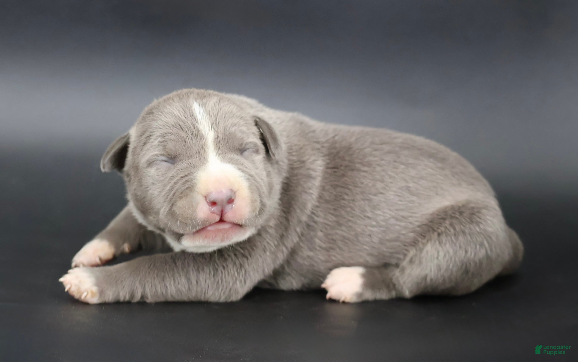 American Bully dogs Lady - Ad 1