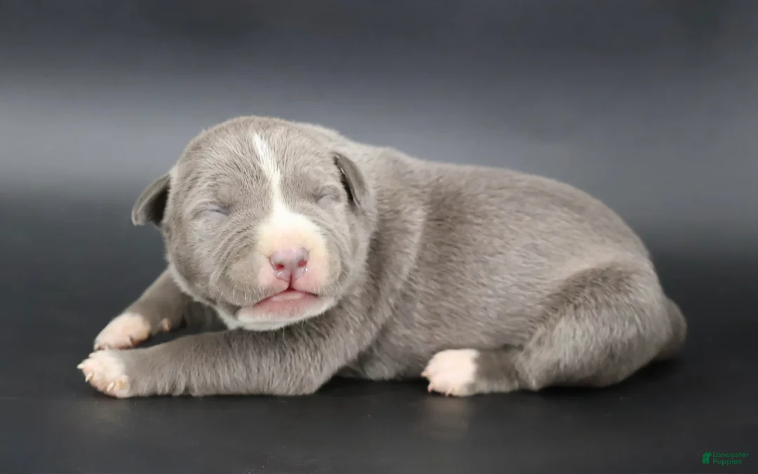 American Bully dogs for sale: Lady - Ad 1