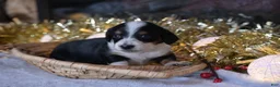 Dachshund dogs for sale: Sparkles - Ad 6