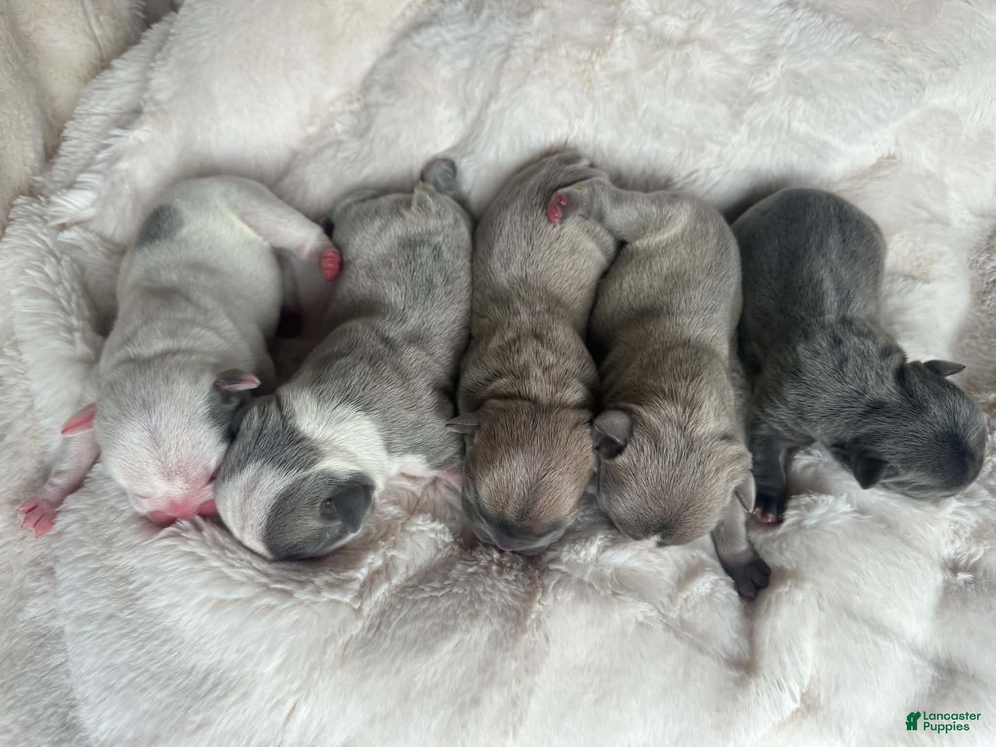 French Bulldog dogs French Bulldog 5 FEMALE - Ad 11