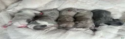 French Bulldog dogs for sale: French Bulldog 5 FEMALE - Ad 1