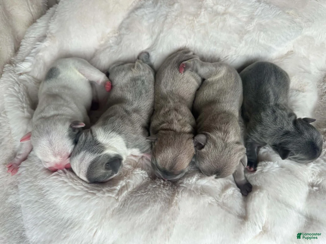 French Bulldog dogs for sale: French Bulldog 5 FEMALE - Ad 1