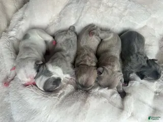 French Bulldog dogs French Bulldog 5 FEMALE - Ad 11